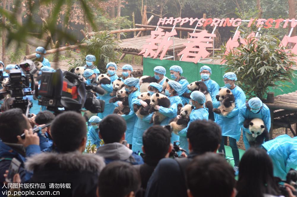 成都：23只大熊猫宝宝“小年”集体亮相