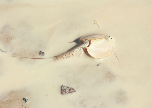 澳洲现史前动物：盾虾以微生物和细菌作为食物