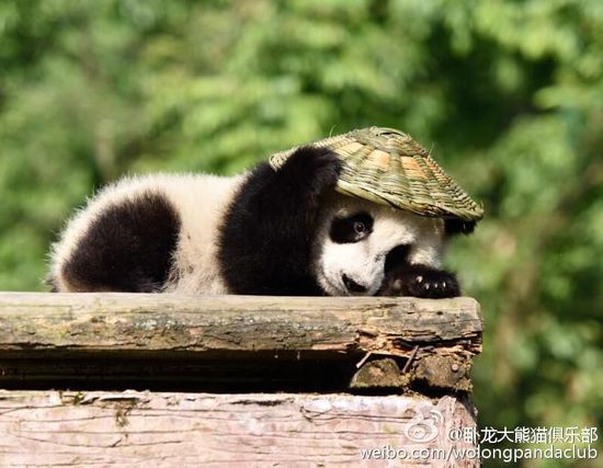 近日，四川碧峰峡基地的一岁大熊猫宝宝有了新玩具——背篓和草帽，背上背篓，戴上草帽，再加上逼真的表情，像极了《功夫熊猫》的主角阿宝。卧龙大熊猫俱乐部