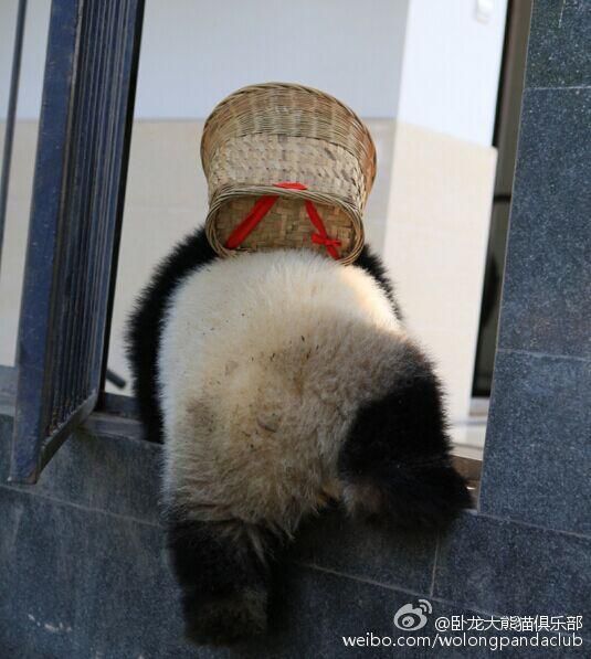 近日，四川碧峰峡基地的一岁大熊猫宝宝有了新玩具——背篓和草帽，背上背篓，戴上草帽，再加上逼真的表情，像极了《功夫熊猫》的主角阿宝。卧龙大熊猫俱乐部