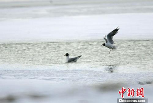 五月中旬，两只灰雁在可可西里无人区多格错仁附近的冰河中嬉戏。 <a target='_blank' href='http://www.chinanews.com/'><p  align=