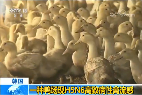韩国：一种鸭场现H5N6高致病性禽流感