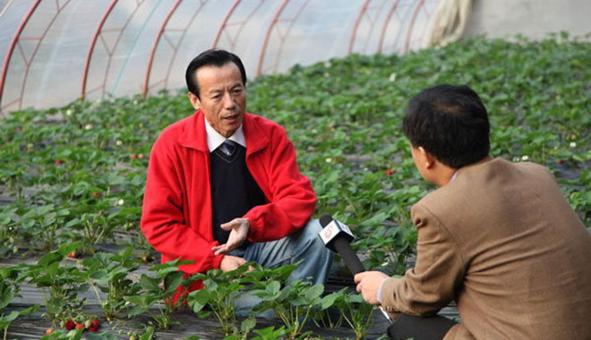 “草莓教授”姜卓俊的小目标：让草莓全年不间断新鲜上市