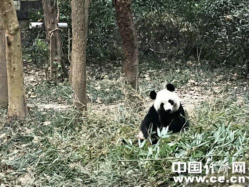 【网络媒体走转改】走进成都大熊猫繁育研究基地 了解“可爱”背后的故事