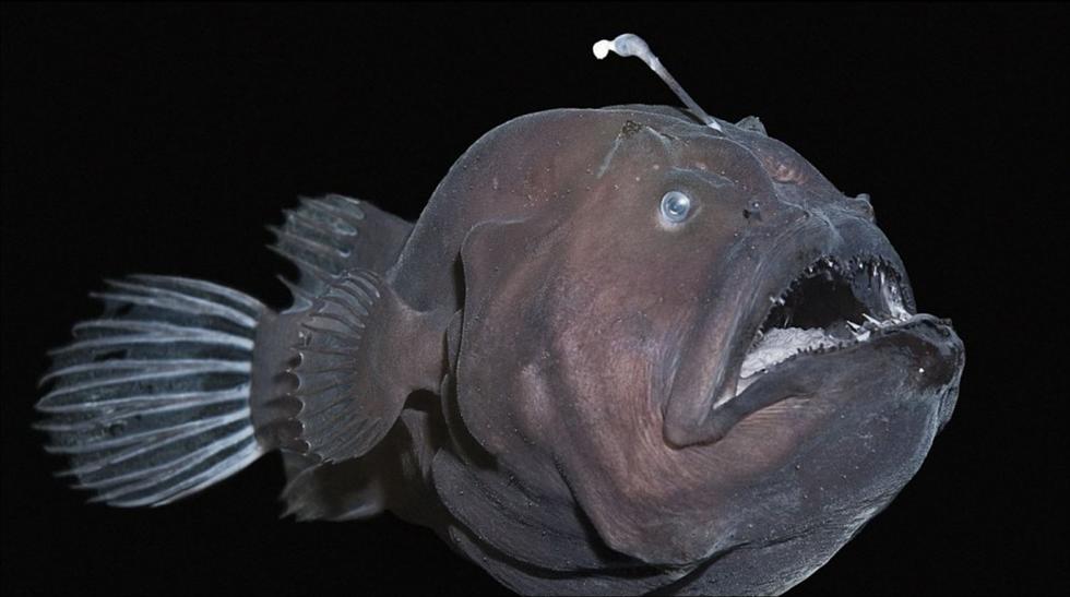 十大恐怖动物深海图片
